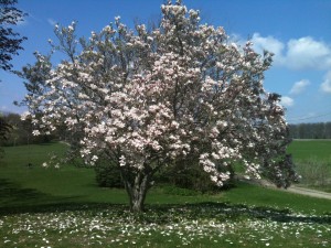 Here's a photo of the magnolia tree at my parents' house. It inspired today's poem. Photo by Nathan Marchand